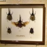 20170722　昆虫展Ⅱ (4)